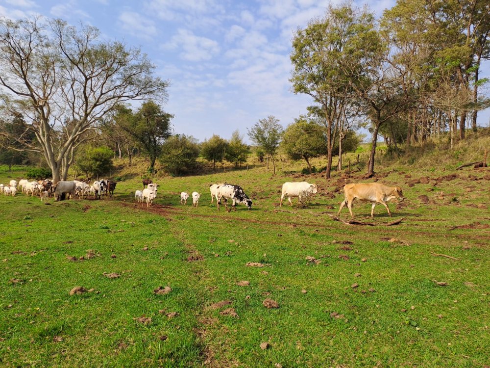 Sítio - Venda - Linha São Jorge - Santa Helena - PR